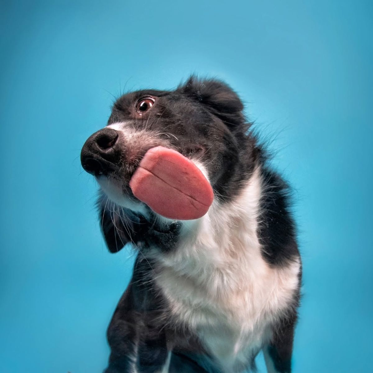 Caring for your pet brings joy to both?>